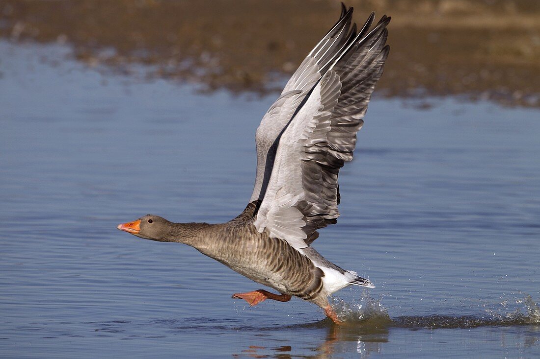 Greylag Goose Anser anser taking off from coastal pool