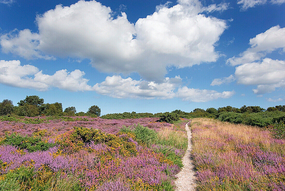 Kelling Heath Norfolk in August path through Gorse &amp; Heather