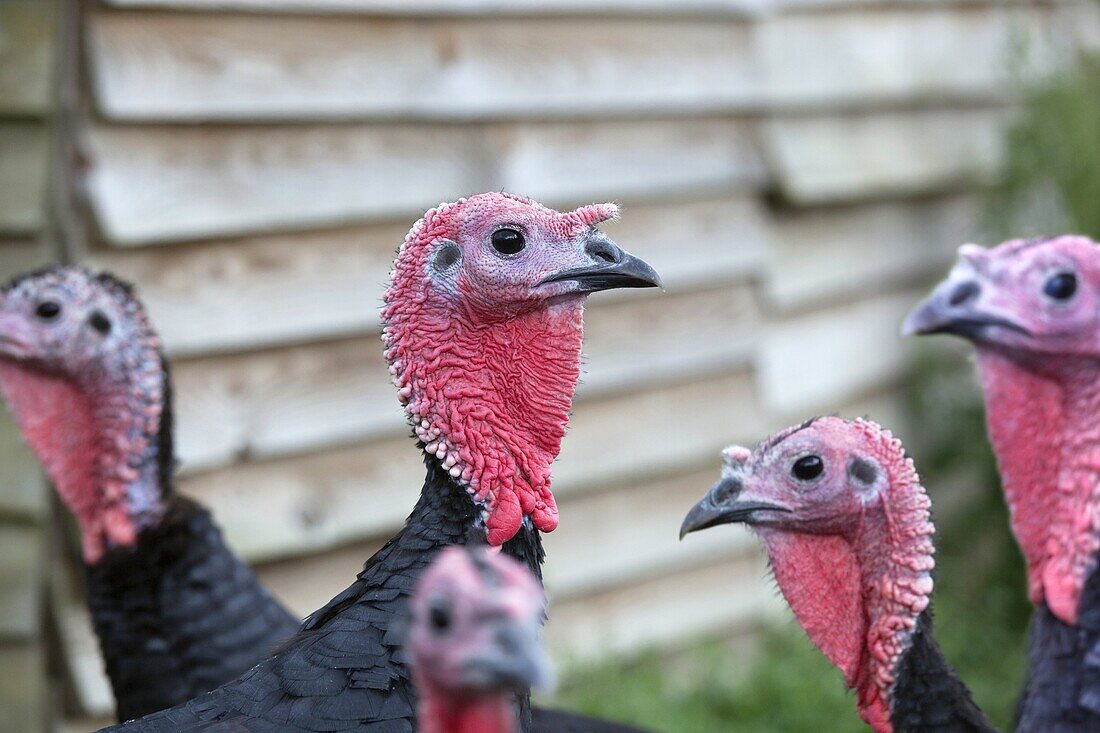 Norfolk Black Turkey Portrait