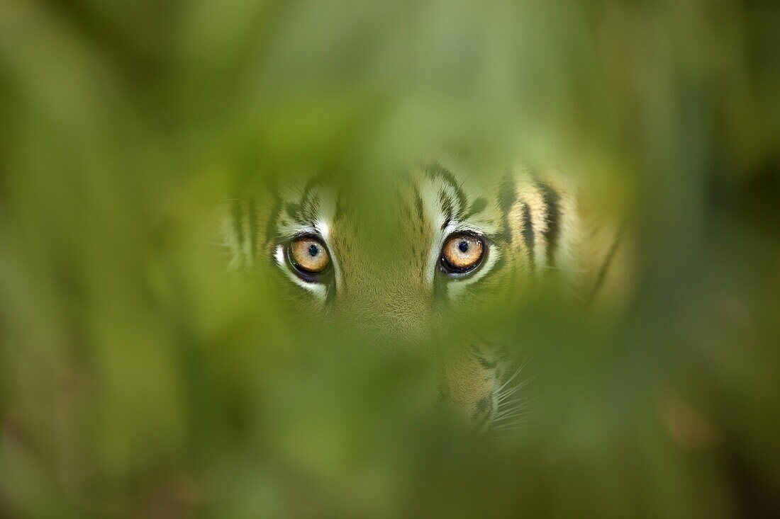 Bengal Tiger Panthera tigris tigris CAPTIVE
