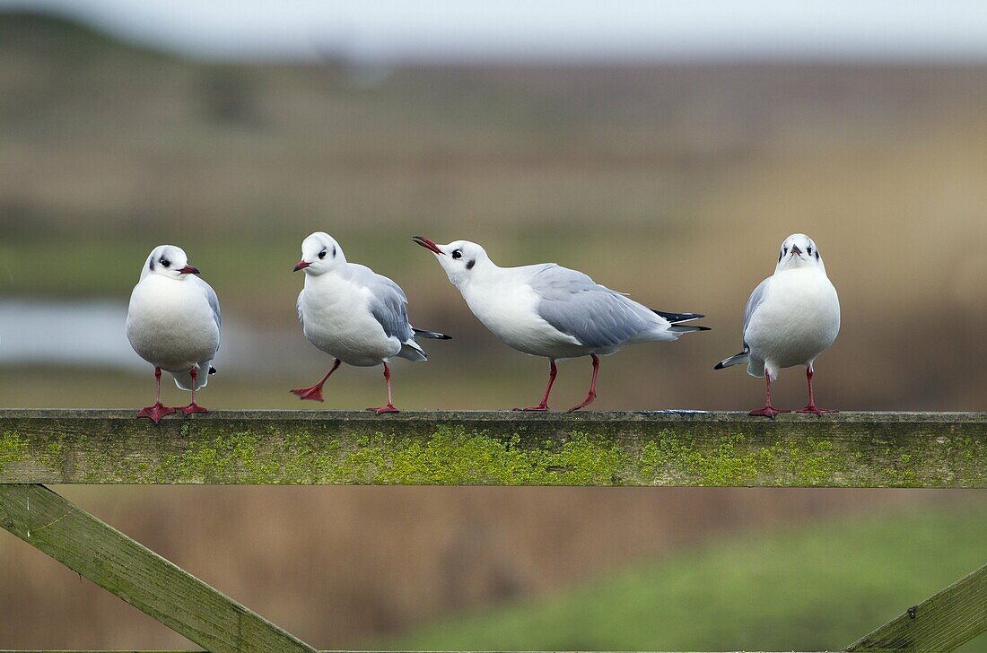 Black Headed Gull Larus Ridibundus group sitting on fence