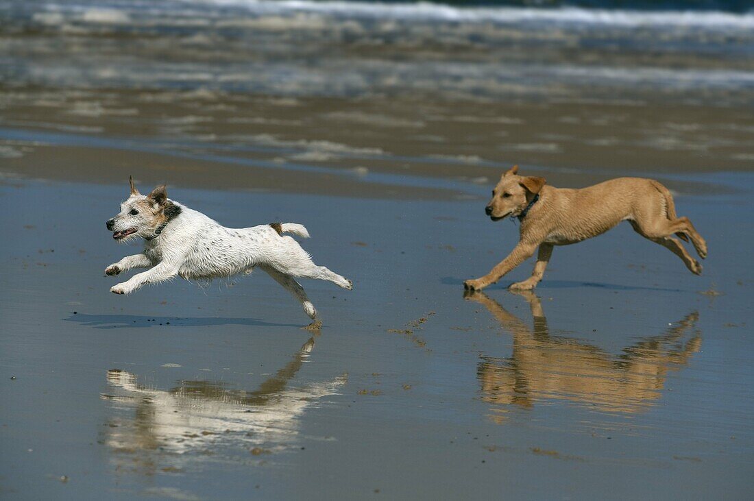 Yellow Labrador Puppy and Jack Russell Terrier running on beach