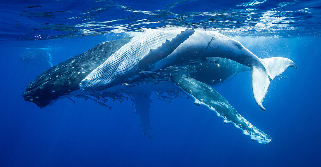 Humpback whales swimming underwater