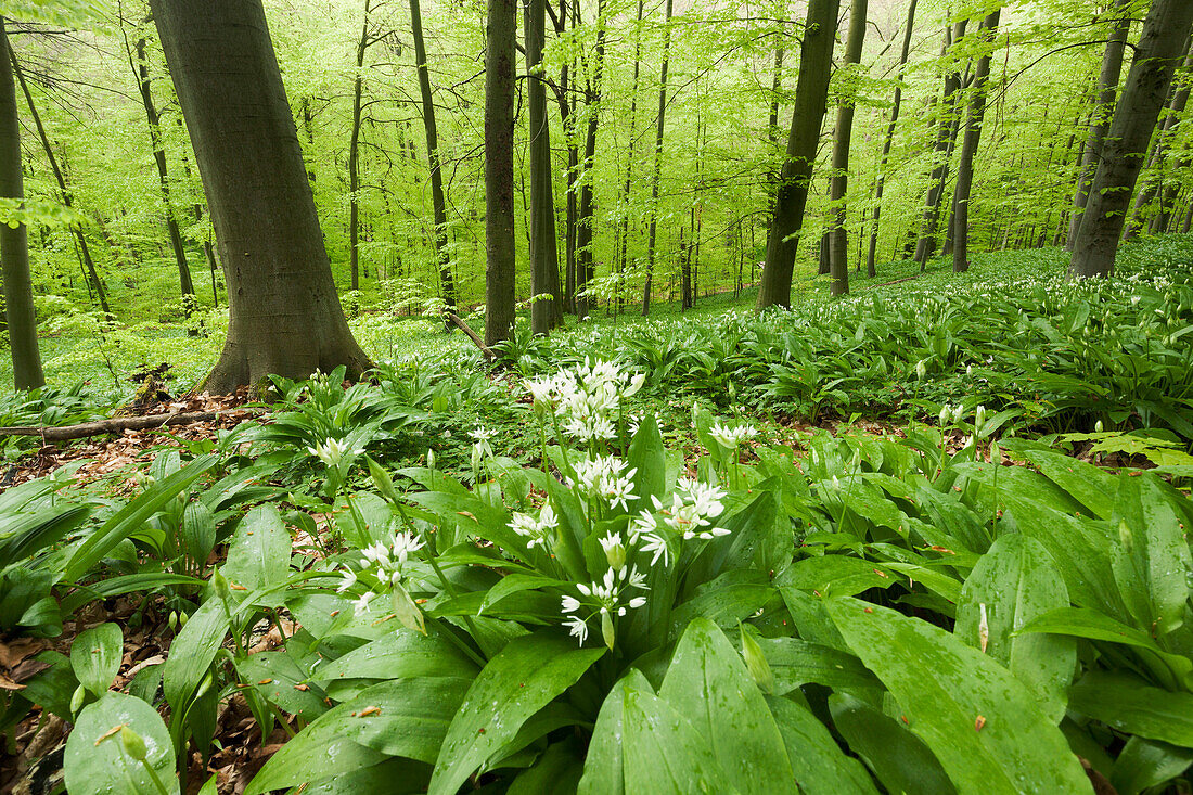 Beech forest in Hainich National Park in spring with a carpet of blooming wild garlic in the foreground, Thuringia, Germany