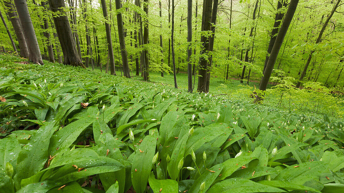 Beech forest in Hainich National Park in Spring with a carpet of wild garlic in the foreground, Thuringia, Germany