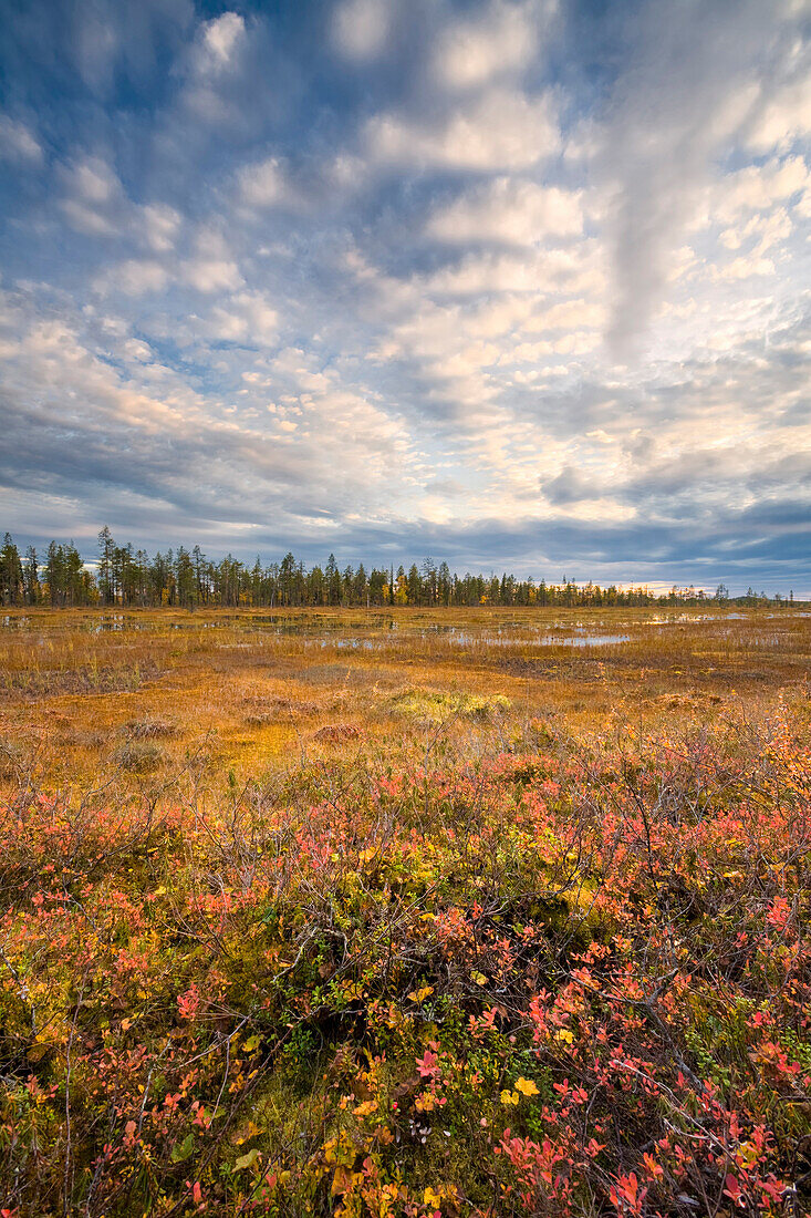 Moorlandschaft im Muddus Nationalpark im Herbst, Lappland, Schweden