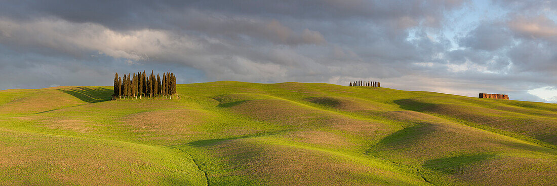 Tuscan hills of the Val d'Orcia with cypress grove and the first green of spring in the evening light, San Quirico d'Orcia, Tuscany, Italy
