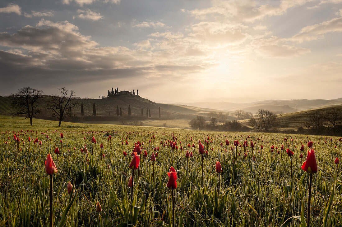 Sunrise over the Tuscan hills of the Val d'Orcia in spring with blooming tulips in the foreground, San Quirico d'Orcia, Tuscany, Italy