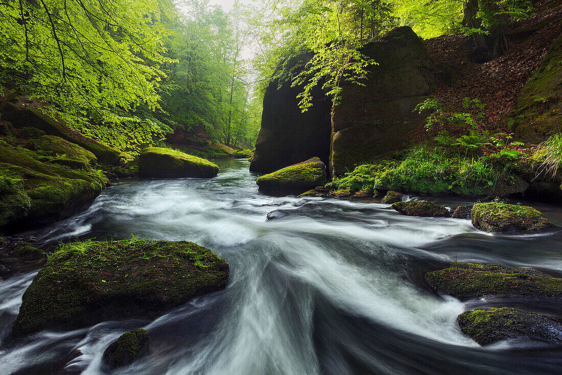 Durch mossbewachsene Sandsteinfelsen schlängelt sich der Fluss Kamnitz in der Edmundsklamm im Frühling, Stille Klamm nahe Hrensko, Böhmischen Schweiz, Tschechien