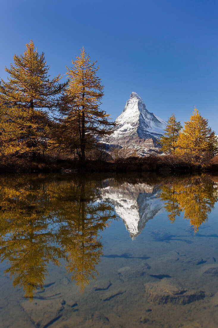 Views of the Matterhorn and its reflection in Lake Grindji with larches in autumn, Zermatt, Valais, Switzerland