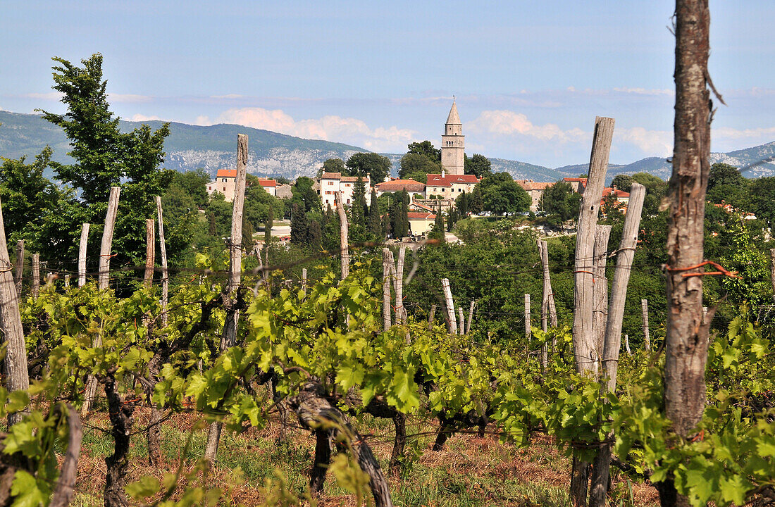 Blick über Weinberge auf Gracisce, Zentral- Istrien, Kroatien