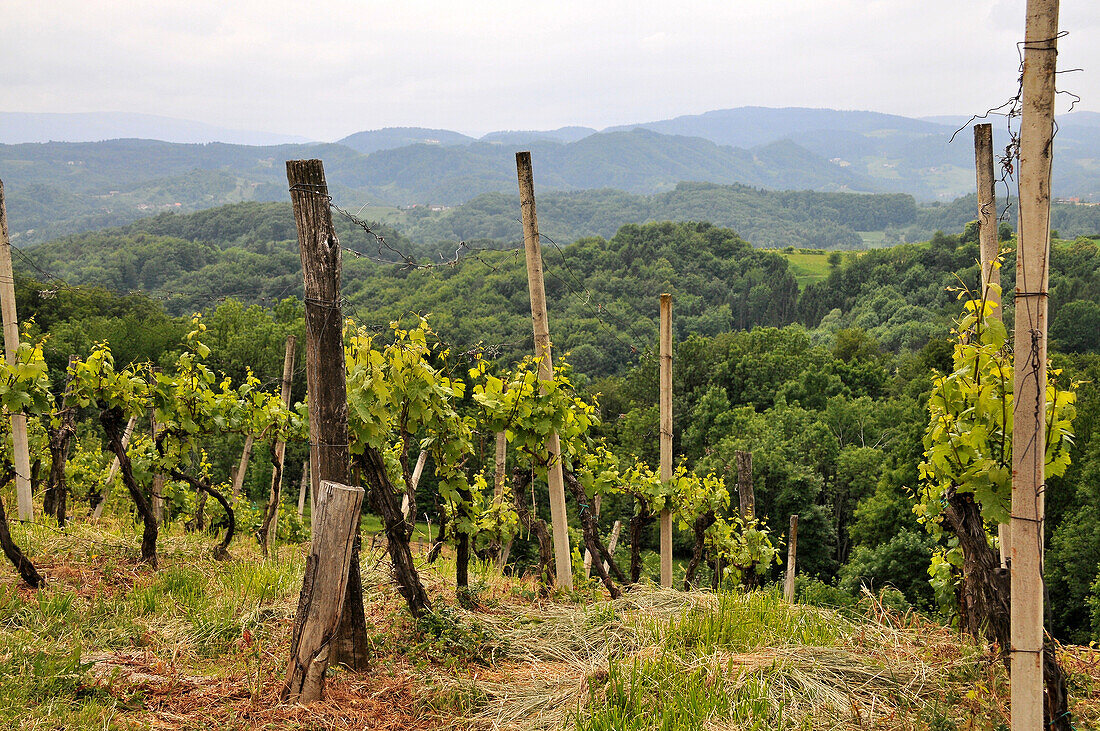 Weinberge bei Maribor, Ost- Slowenien