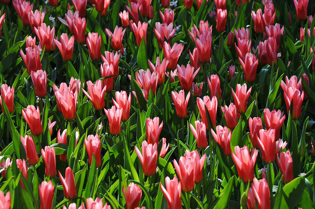 Close up of tulips, Keukenhof near Lisse, The Netherlands