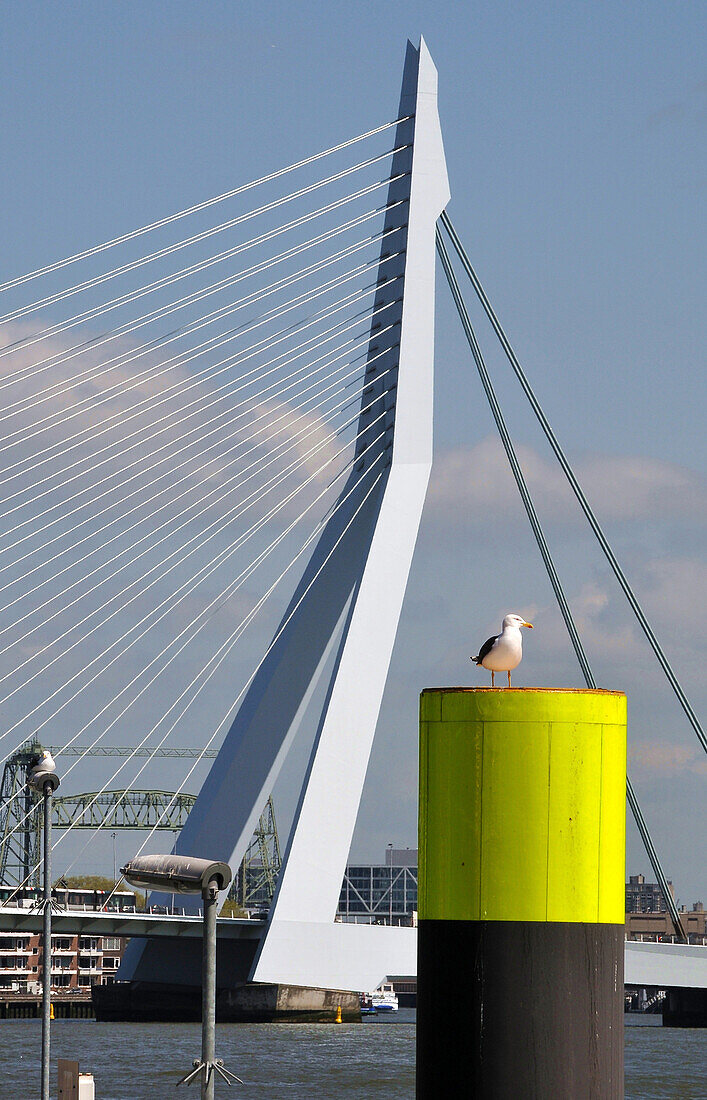 Blick auf die Erasmusbrug, Rotterdam, Niederlande