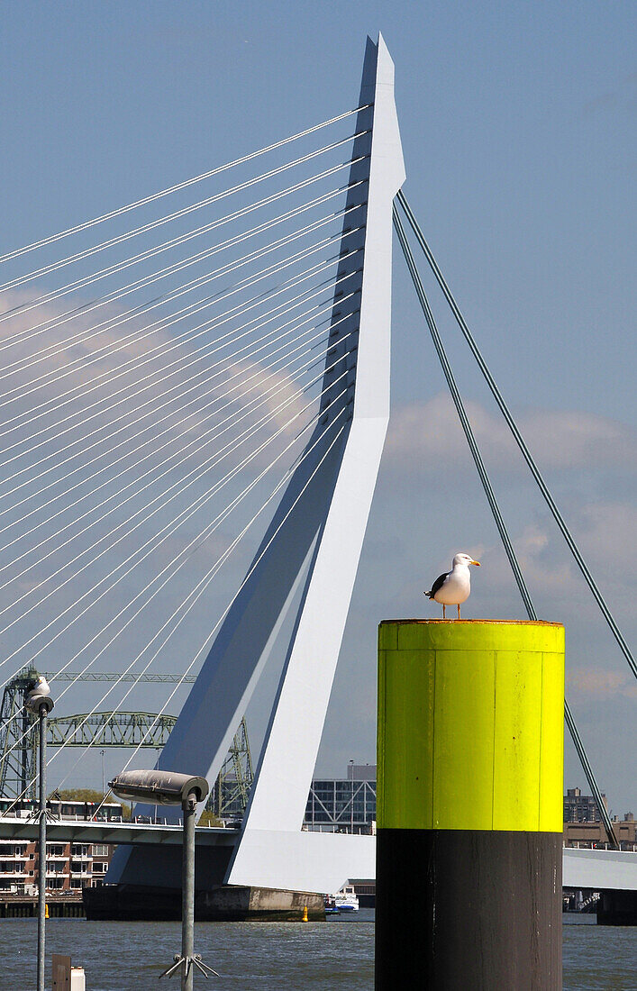 View to the Erasmusbrug, Rotterdam, The Netherlands