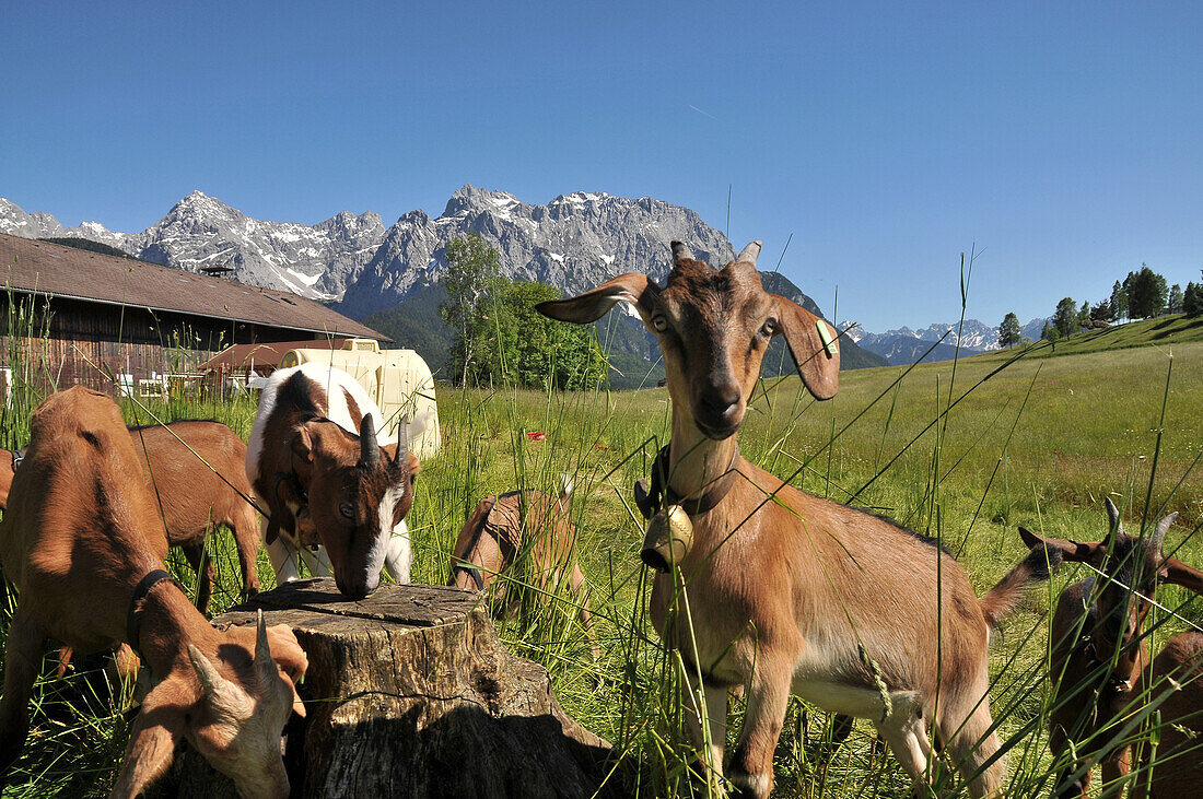 Young goats on a meadow near the Karwendel mountain range near Mittenwald, Bavaria, Germany