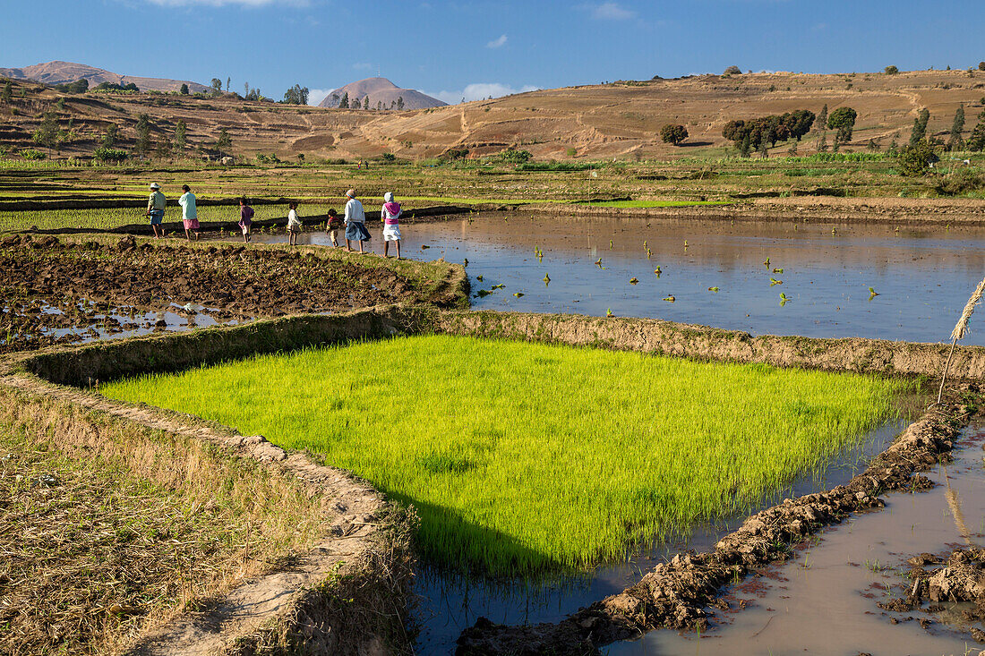 Rice fields, paddyfields west of Antananarivo, highlands, Madagascar, Africa