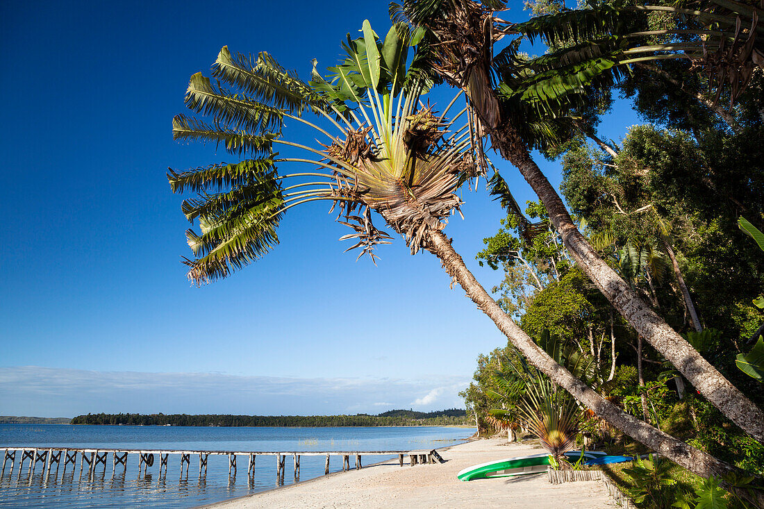 Ravenala Palmen, Ravenala madagascariensis, Strand am Pangalanes Kanal, Canal de Pangalanes, Ost-Madagaskar, Afrika