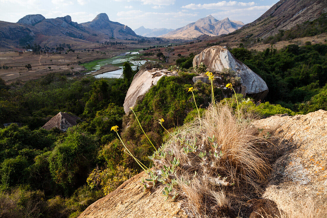 Elephant's Foot Plant, Pachypodium rosulatum, Anjaha Reserve near Ambavalao, Fianarantsoa region, Madagascar, Africa