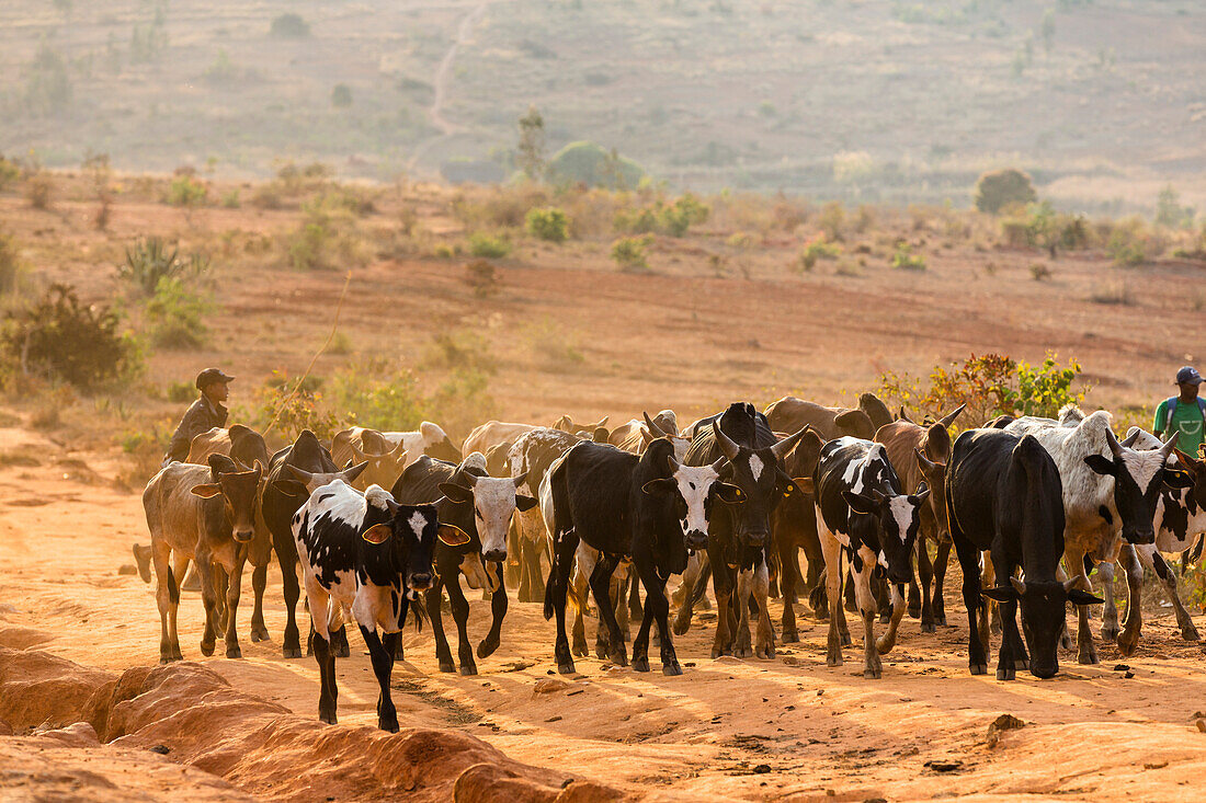 Zebu herd in the highlands near Ambavalao, Madagascar, Africa