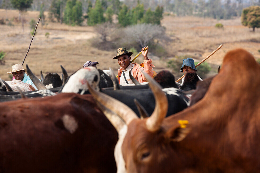 Zebu-Rinder im Hochland bei Ambalavao, Madagaskar, Afrika