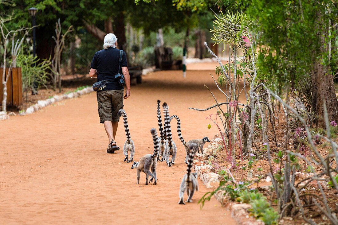 Ringtailed Lemurs following tourist, Lemur catta, Berenty Reserve, South Madagascar, Africa