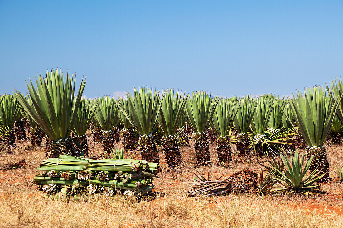 Sisal plantation, Agava sisalana, harvest, South Madagascar, Africa