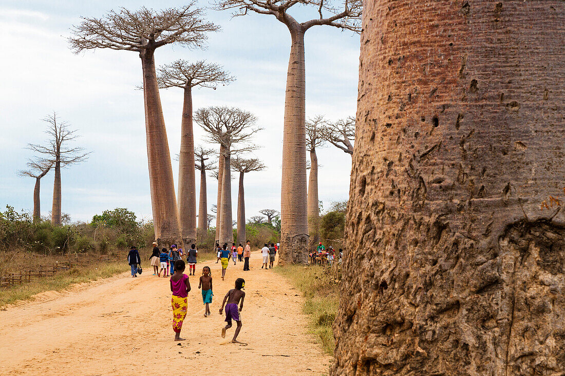 Baobab alley near Morondava, Adansonia grandidieri, West Madagascar, Africa