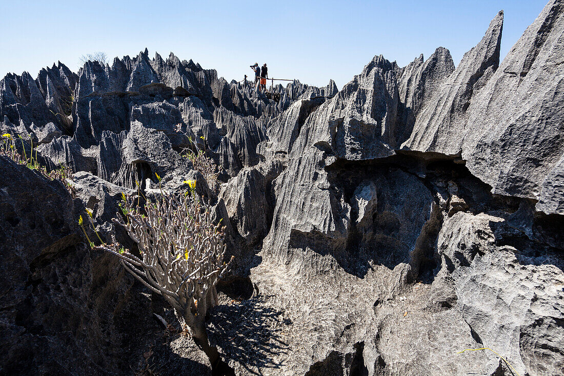 Geological formations in Tsingy-de-Bemaraha National Park, Mahajanga, Madagascar, Africa