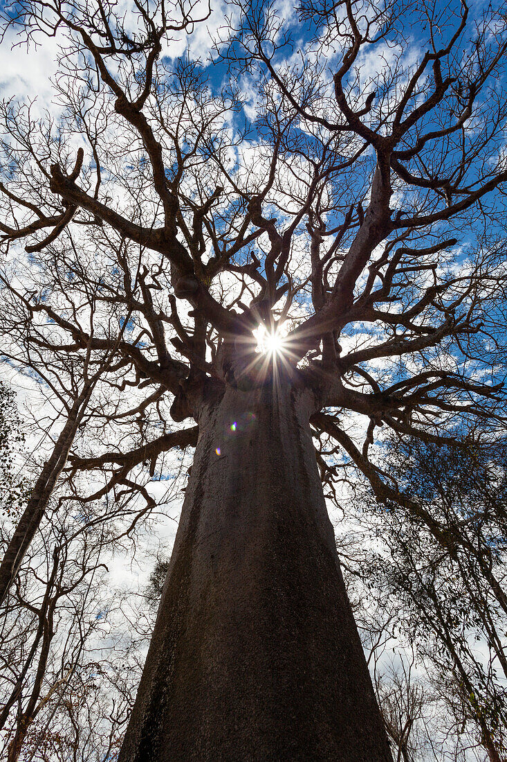 Heiliger Baobab, Adansonia grandidieri, West-Madagaskar, Afrika