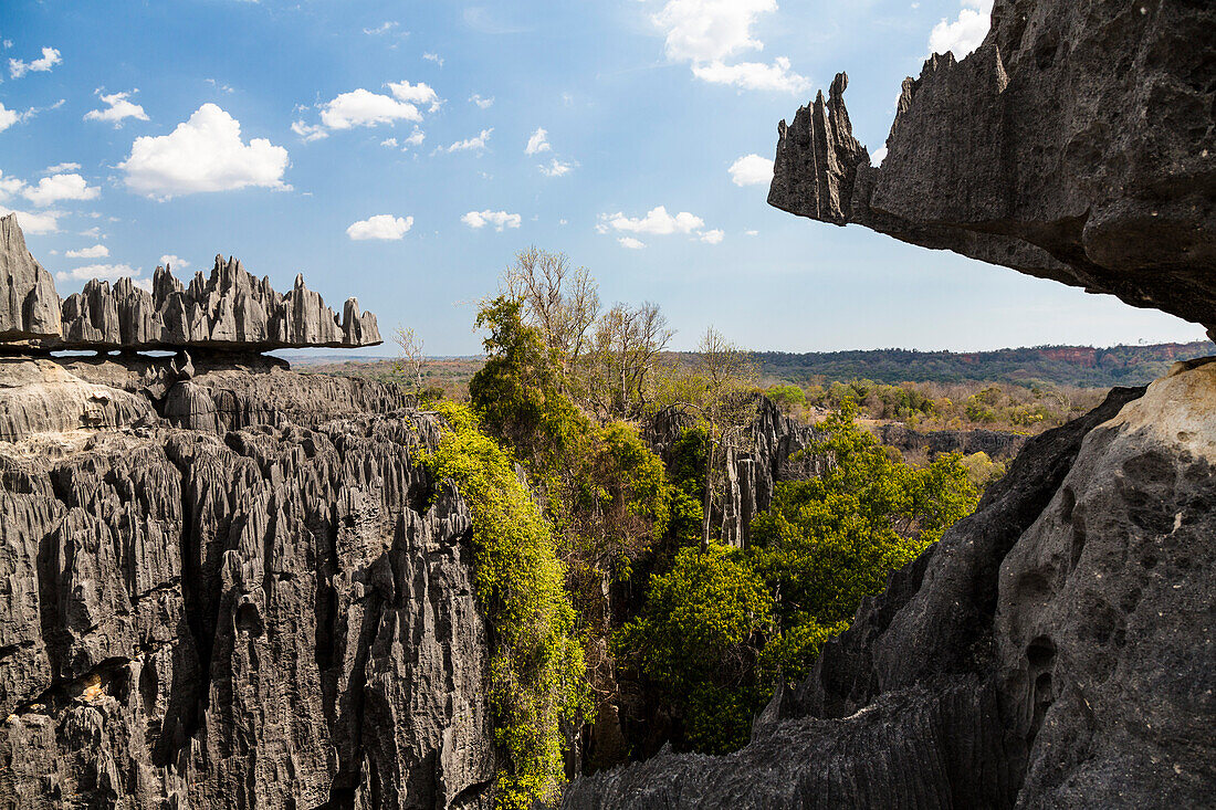Karstlandschaft Tsingy de Bemaraha, Nationalpark Tsingy-de-Bemaraha, Mahajanga, Madagaskar, Afrika