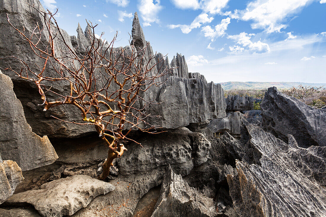 Felsformation mit Baum in der Karstlandschaft Tsingy de Bemaraha, Nationalpark Tsingy-de-Bemaraha, Mahajanga, Madagaskar, Afrika