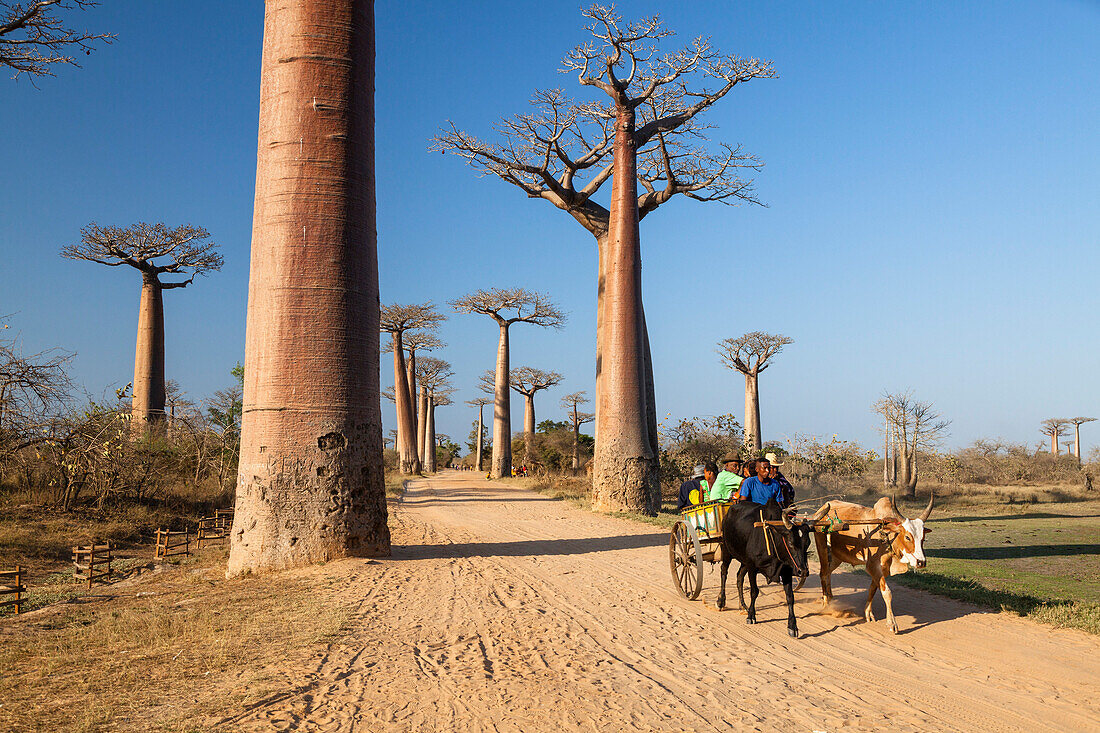 Oxcart in Baobab alley near Morondava, Adansonia grandidieri, Madagascar, Africa