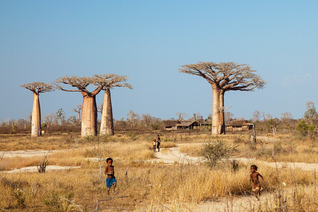 Baobabs and village near Morondava, Adansonia grandidieri, West Madagascar, Africa