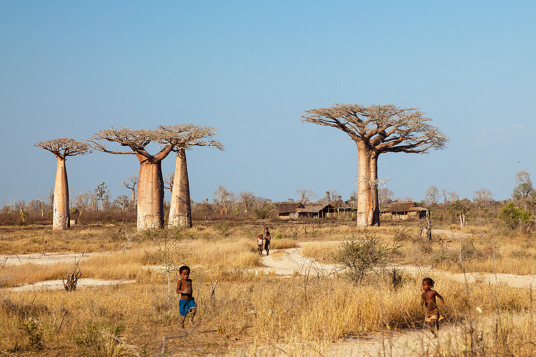 Baobabs und Siedlung bei Morondava, Adansonia grandidieri, West-Madagaskar, Afrika