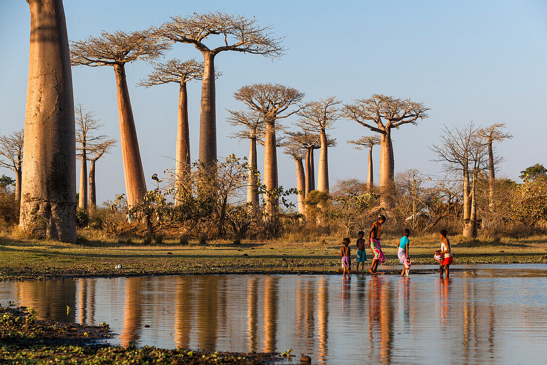 Baobabs near Morondava, Adansonia grandidieri, Madagascar