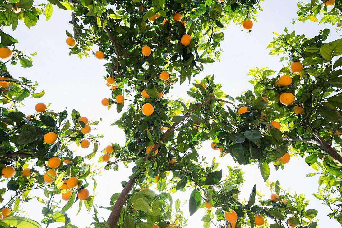 Orangenbäume, Soller, Mallorca, Spanien