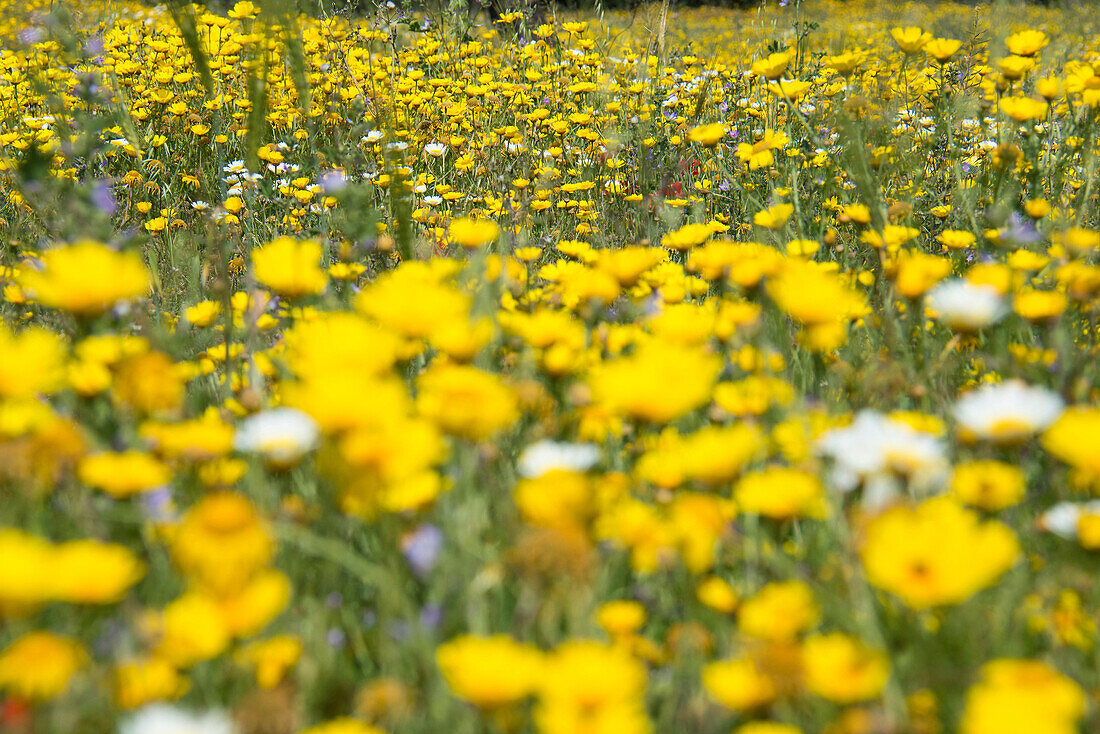 Blumenwiese, bei Manacor, Mallorca, Spanien