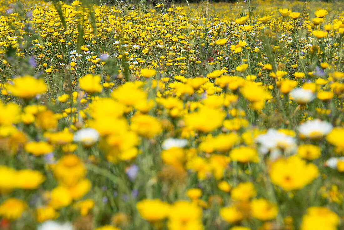 Flower meadow, near Manacor, Majorca, Spain