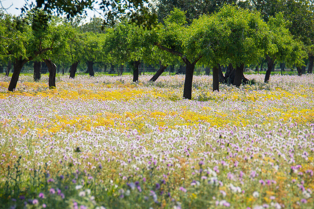 Blumenwiese, bei Manacor, Mallorca, Spanien