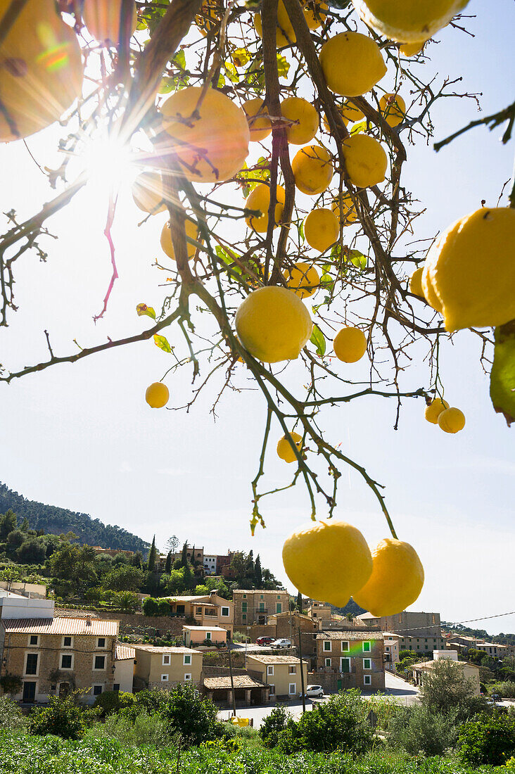 Zitronenbäume, Estellencs, Mallorca, Spanien