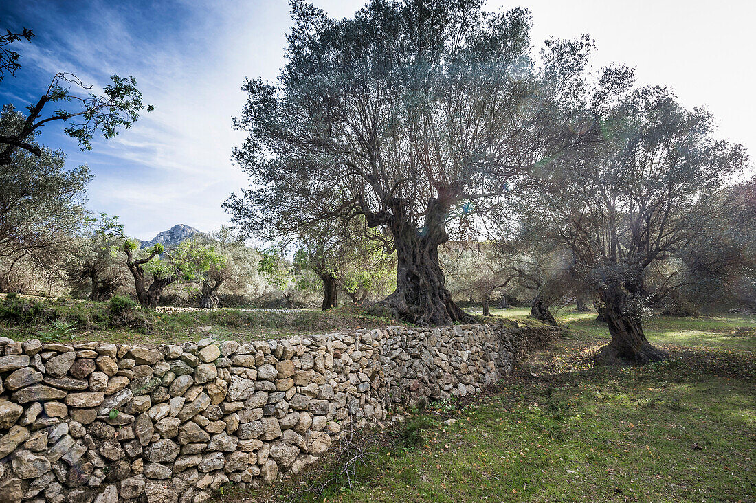 Olivenbäume und Trockenmauer bei Banyalbufar, Mallorca, Spanien