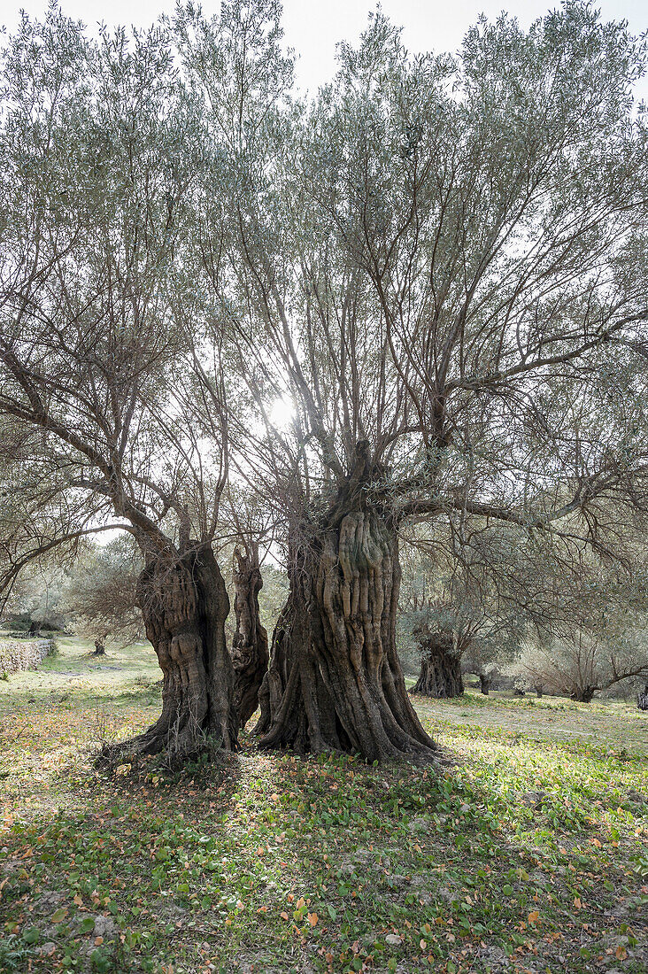 Olivenbäume bei Banyalbufar, Mallorca, Spanien