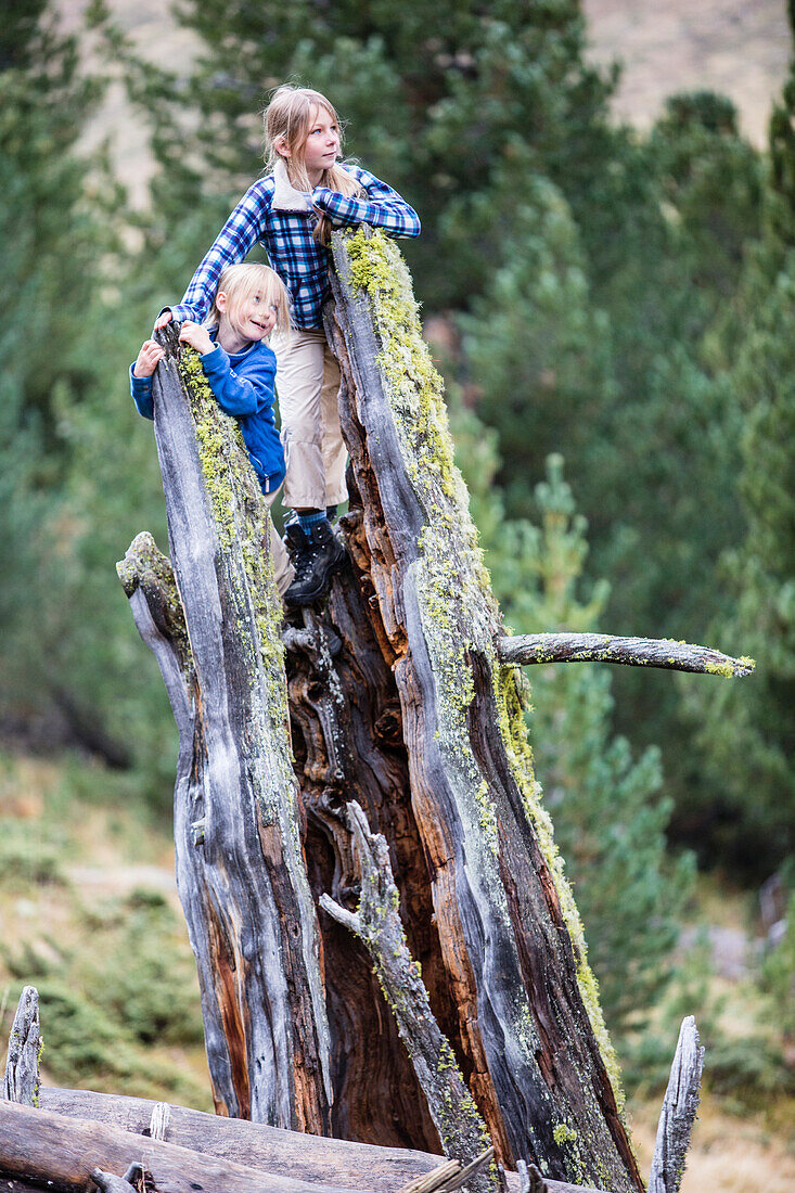 Zwei Mädchen klettern auf einem abgestorbenen Baum, Tamangur, Kanton Graubünden, Schweiz