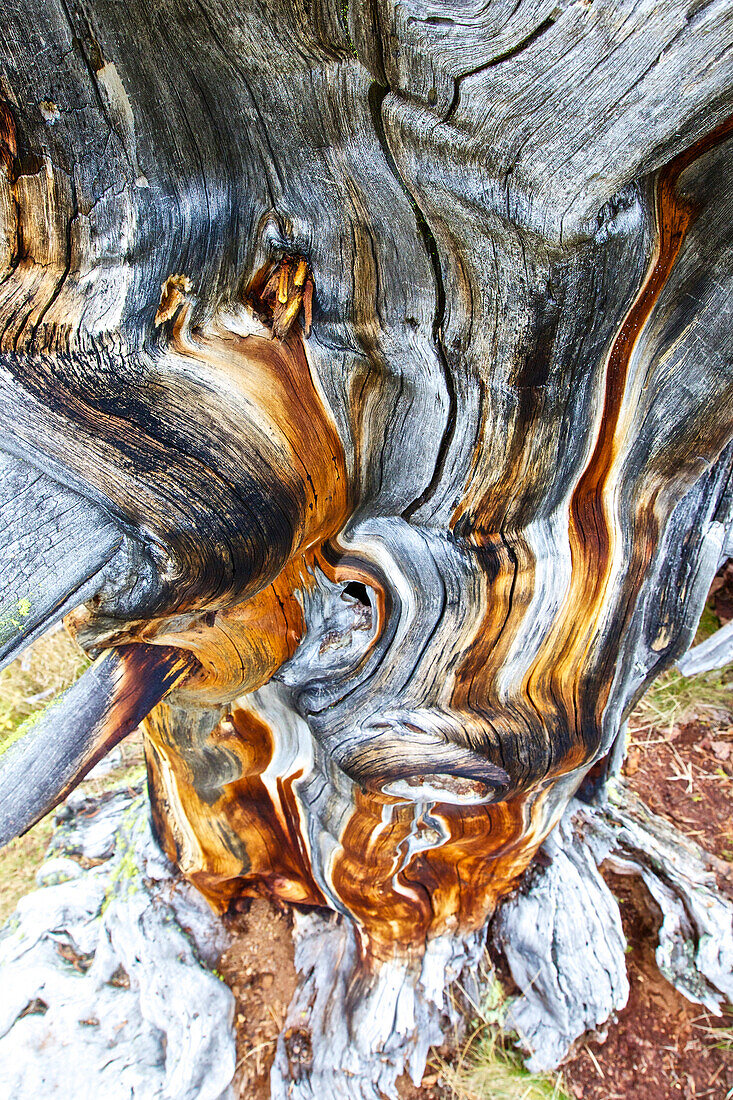 Totholz einer Arve, Tamangur, Unterengadin, Kanton Graubünden, Schweiz