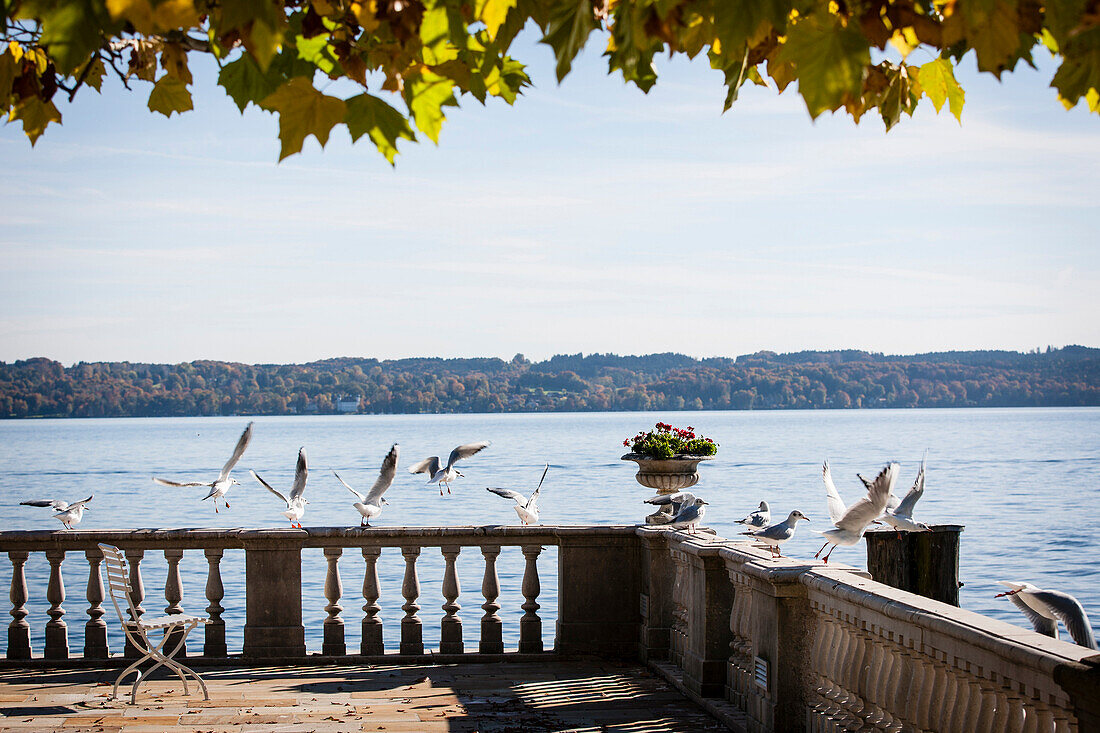 Seagulls flying off a balustrade at Lake Starnberg, Bavaria, Germany