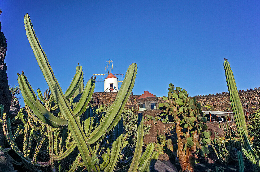 Jardin de Cactus, Cactus Garden, Guatiza, Lanzarote, Canary Islands, Spain