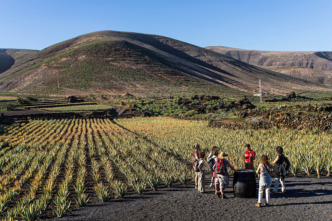 Aloe Vera field near Orzola, Lanzarote, Canary Islands, Spain