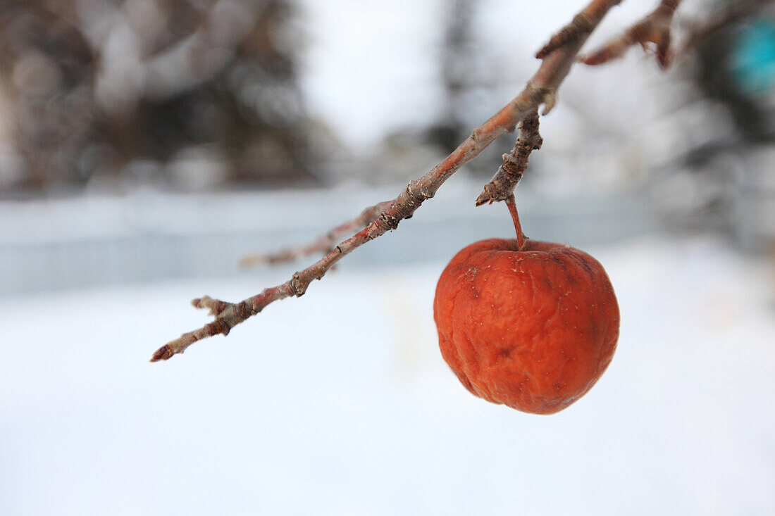 Frozen apple on a tree, Edmonton, Alberta