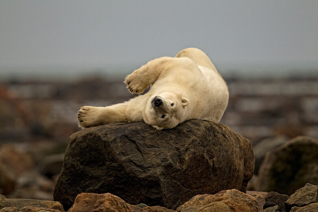 Polar bear laying on rock, Manitoba, Canada